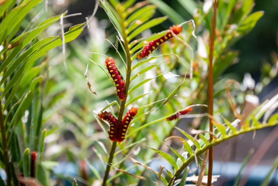 Atala caterpillar’s crawl on a native coontie plant.