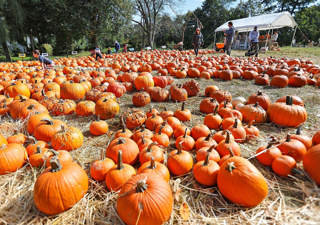 Pumpkins are the star of the Weber Pumpkin Festival this weekend.