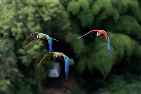 Macaws fly near Vittorio Poggi’s house outside Caracas
