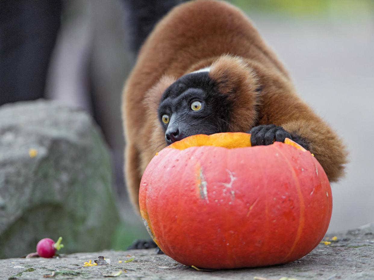 A cute red ruffed lemur eating a big pumpkin.