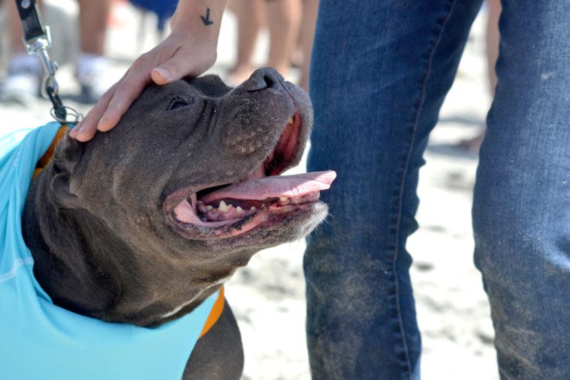 Surf Dog Surf-A-Thon