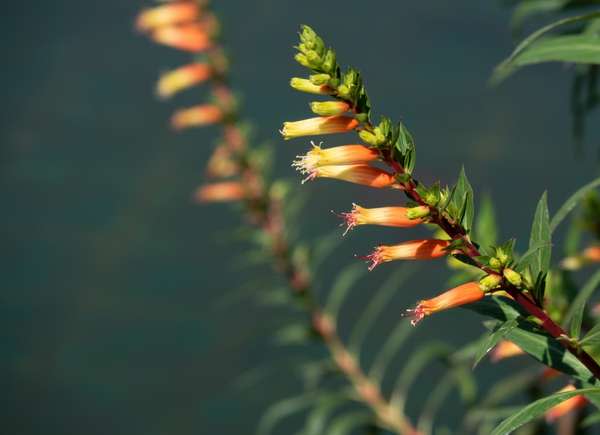 Close view of cigar plant blooms in orange and yellow.