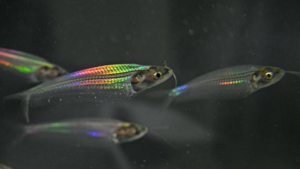 <div class="inline-image__caption"><p>Despite its transparent skin and muscle, the ghost catfish glows with a dazzling rainbow shimmer under a light. </p></div> <div class="inline-image__credit">Nan Shi, Xiujun Fan, and Genbao Wu.</div>