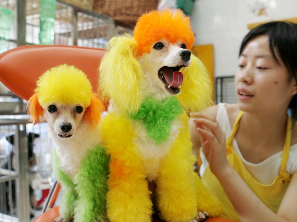 dog grooming