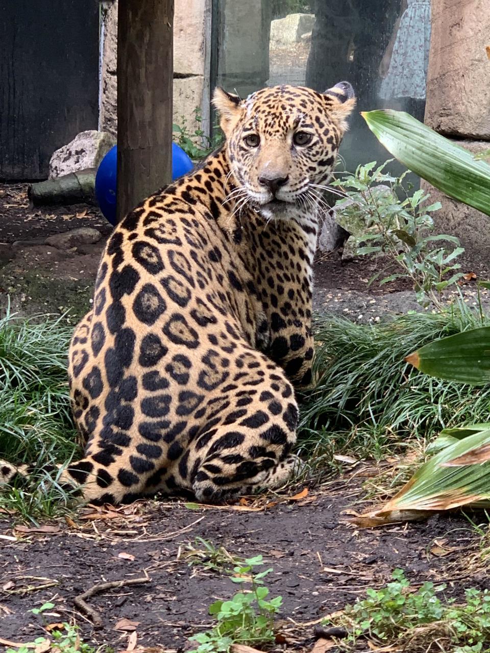 This image provided by the Audubon Zoo shows a seven-month-old female jaguar in New Orleans, Nov. 18, 2021. The New Orleans Audubon Zoo has taken in the jaguar that was rescued from wildlife trafficking. The jaguar was rescued by the U.S. Fish and Wildlife Service and the Association of Zoos and Aquariums contacted the zoo to care for it because it already has the experience and equipment to house jaguars. The zoo received the jaguar on Oct. 14. (Audubon Zoo via AP)
