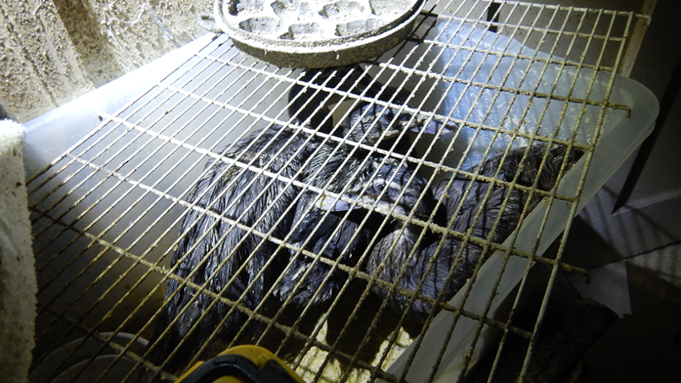 Three ducks were found housed inside a plastic tub with a metal lid.