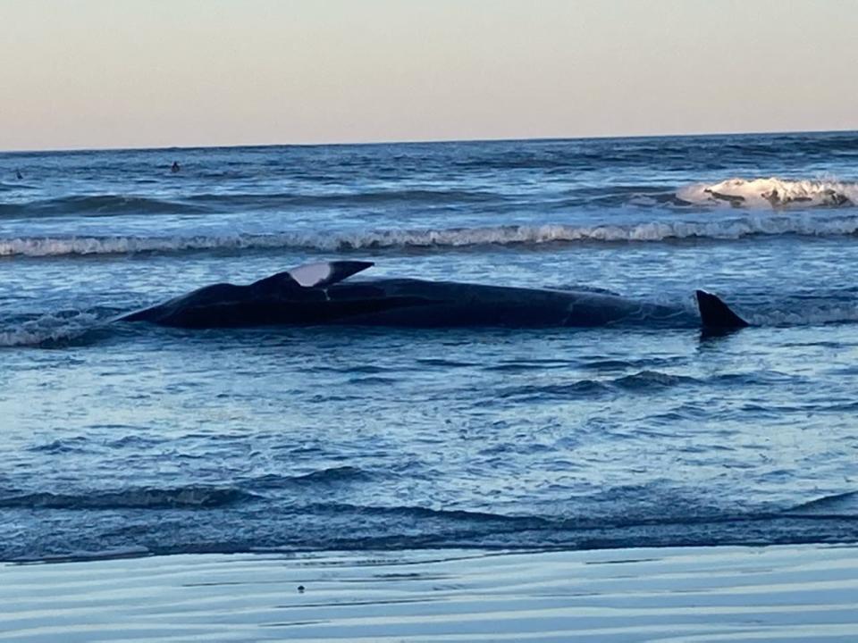 A minke whale was beached in York Friday at Long Sands Beach and did not survive despite attempts to save the animal.