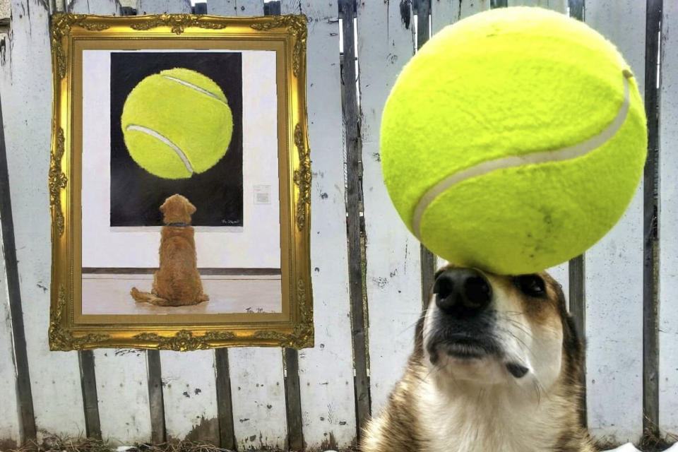 <p>Toby balances a large tennis ball on his head. (Photo: Pat Langer/Caters News) </p>