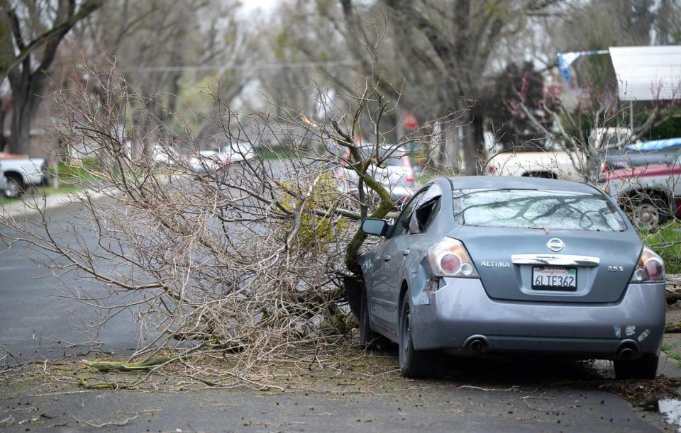 A large branch fell on a car on Ashwood Drive in Modesto, Calif., Tuesday, March 14, 2023.