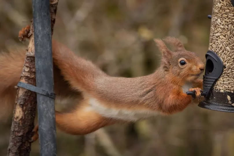 A fun photograph of a cheeky red squirrel stretched out as it steals seed from a bird feeder.