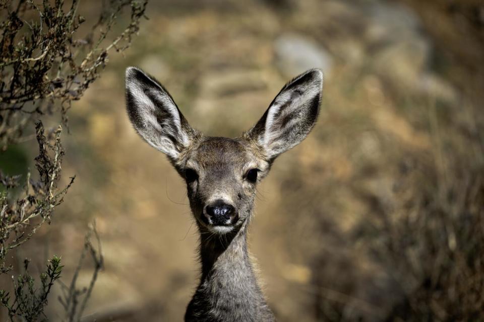 A young mule deer faces the camera in a wooded area.