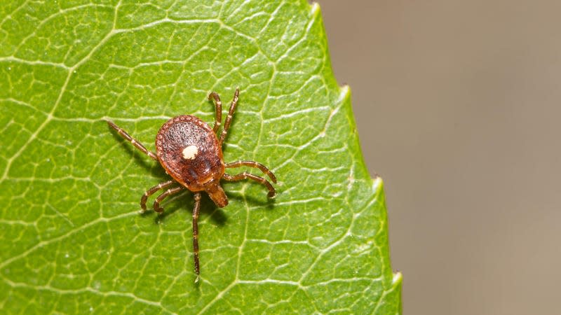 A female lone star tick (Amblyomma americanum). 