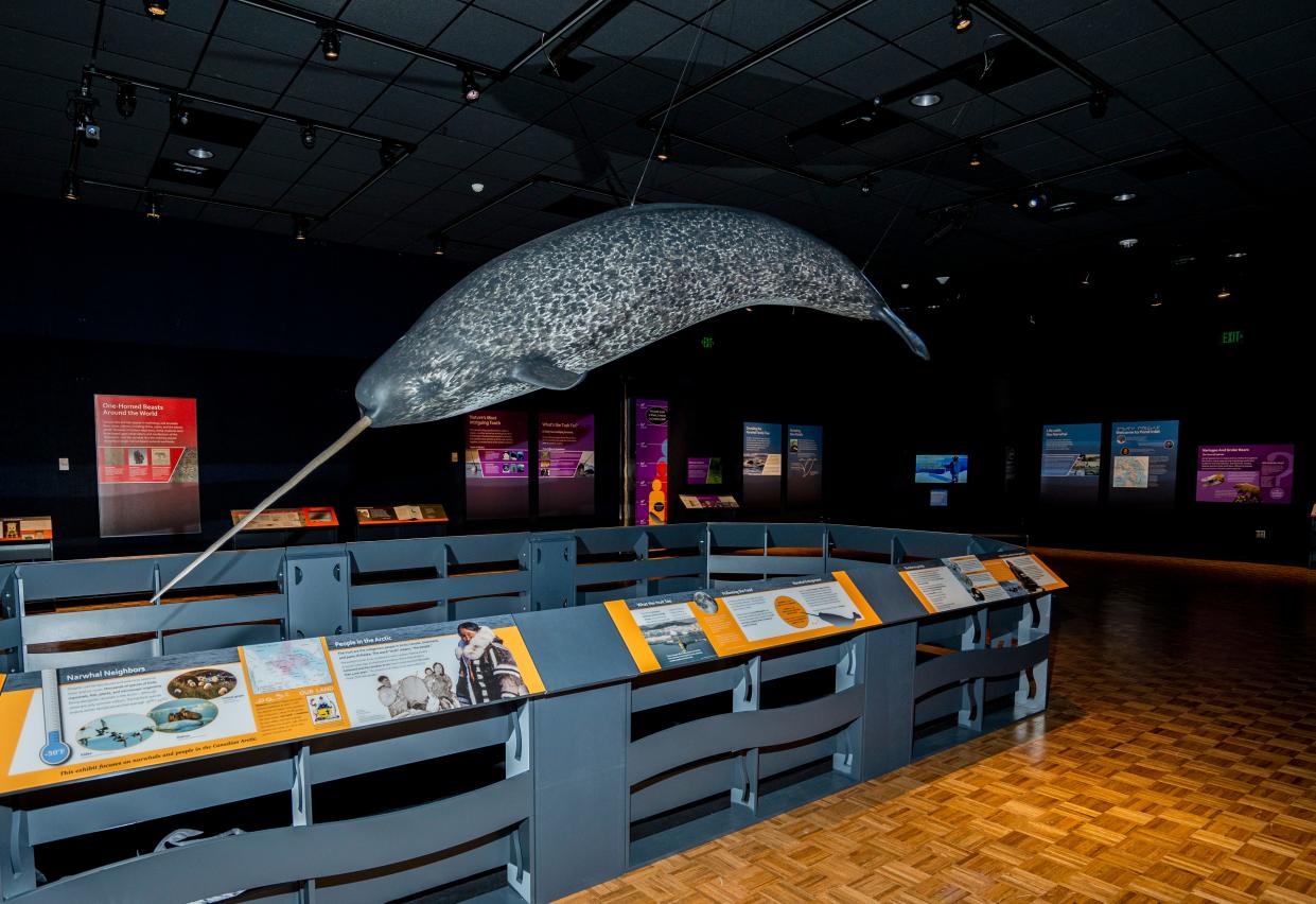 The Narwhal exhibit at the Milwaukee Public Museum opens with features such as a life-sized male narwhal model, digital and physical interactive displays, and soundscapes at the Milwaukee Public Museum in Milwaukee.