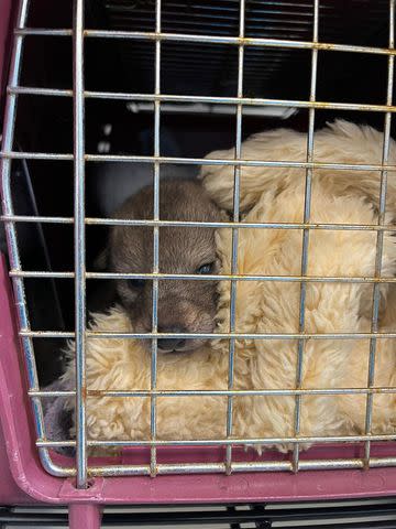 <p>San Diego Humane Society/Facebook</p> A coyote pup removed from a den under the deck of a California home