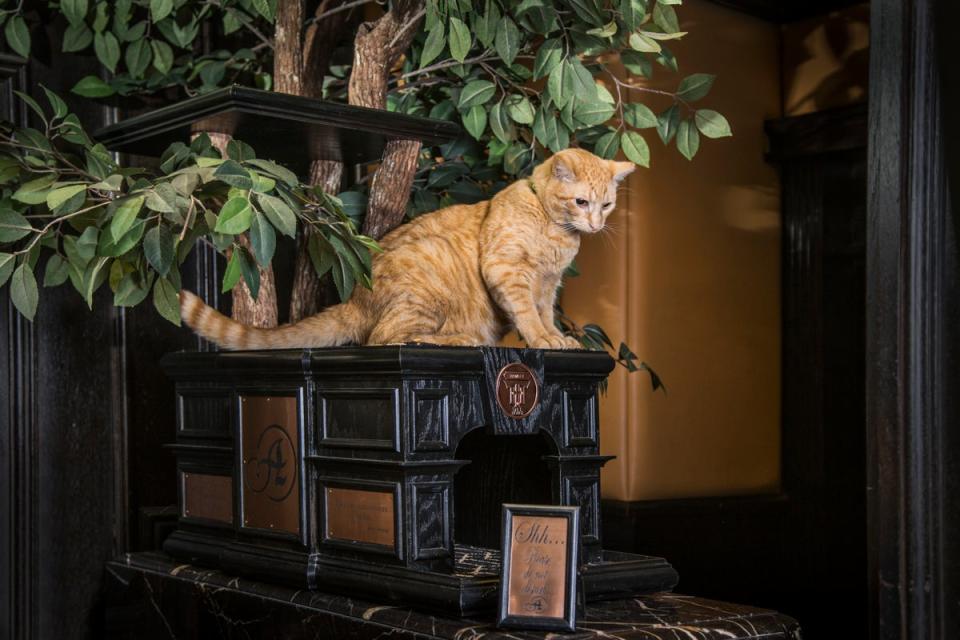 Hamlet the Eighth is one in a long line of Algonquin cats (Marriott Hotels)