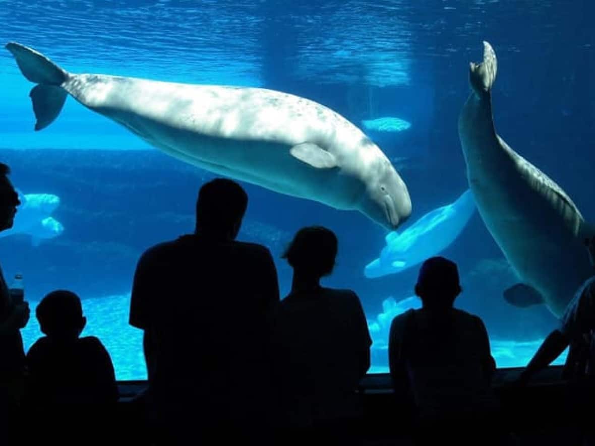 Marineland has a history of allegations regarding its treatment of mammals and their use for entertainment purposes. Although it offers field trips, school boards contacted by CBC Hamilton aren't sending students to them. Many teachers are educating students about Marineland controversies. (The Canadian Press - image credit)