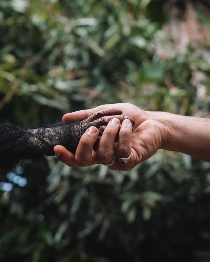 Gotzon Mantuliz visita un centro de rehabilitación de chimpancés en el Congo