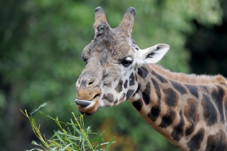 <p>Die 25 Jahre alte Giraffe Makalu frisst im Zoo von Melbourne ihre Leibspeise Acacia longifolia (langblättrige Akazie). (Bild: Joe Castro/AAP/dpa) </p>