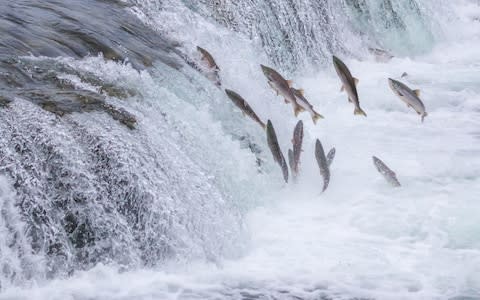 Fish, Alaska - Credit: iStock