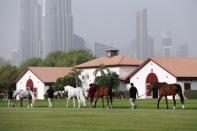 Dubai stables gives prize racehorses cryotherapy