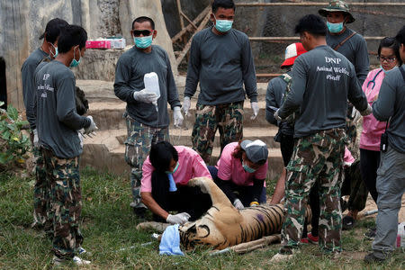 A sedated tiger is stretchered as officials start moving tigers from Tiger Temple, May 30, 2016. REUTERS/Chaiwat Subprasom