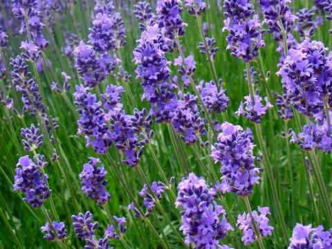 Lavender flower green purple grass field