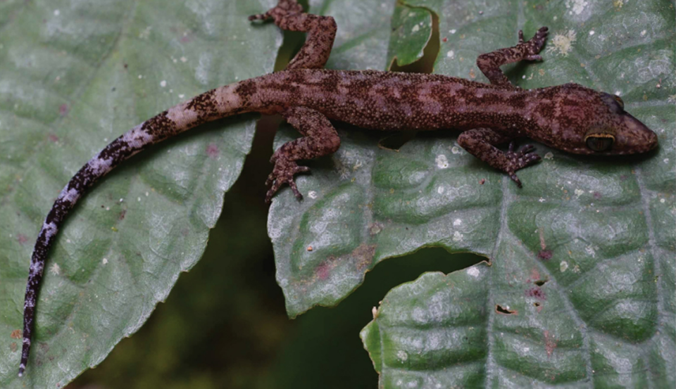 Another Awal Riyanto’s bent-toed gecko stretched across two leaves.