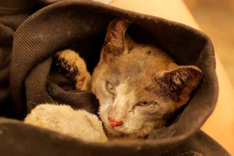 Un chat couvert de cendres et aux moustaches brûlées sauvé d'un incendie dans la région de Santa Juana, province de Concepción, au Chili, le 5 février 2023 (AFP - JAVIER TORRES)