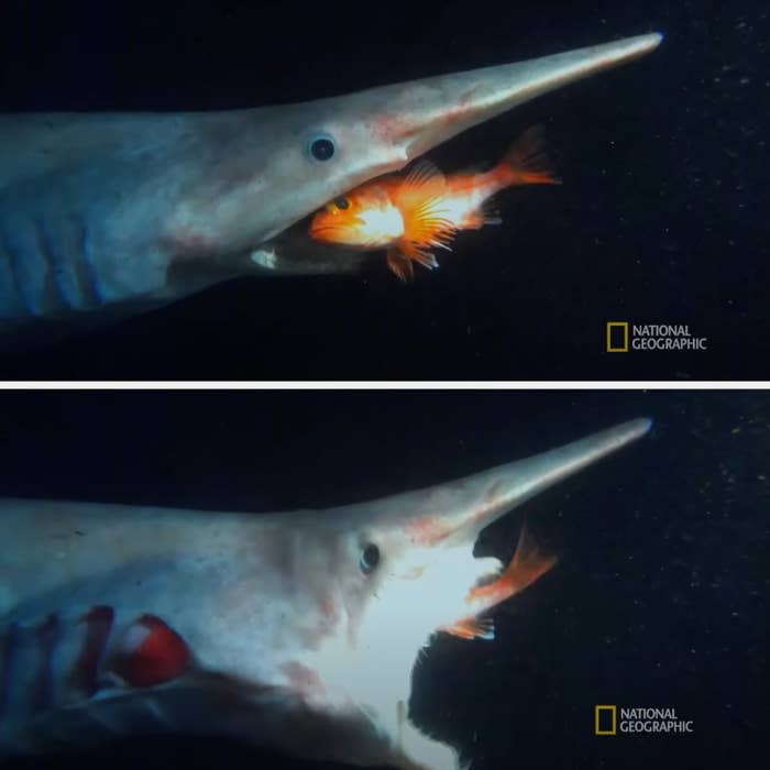 A deep-sea goblin shark is seen in two images preying on a fish, showcasing its elongated snout and jaw expansion. National Geographic logo is present in both images