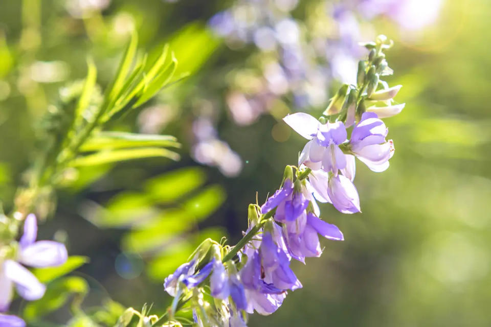 Metformin wurde ursprünglich aus dem französischen Flieder (Galega officinalis) gewonnen. - Copyright: iStock / Getty Images Plus