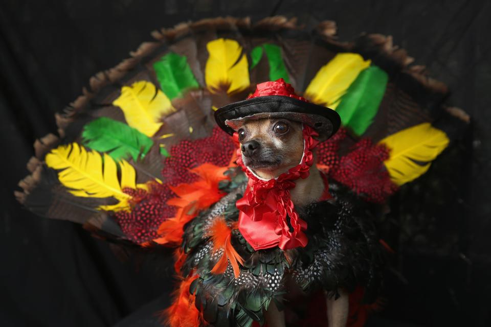 NEW YORK, NY - OCTOBER 20: Feli, a Chihuahua, poses as a Thanksgiving turkey at the Tompkins Square Halloween Dog Parade on October 20, 2012 in New York City. Hundreds of dog owners festooned their pets for the annual event, the largest of its kind in the United States. (Photo by John Moore/Getty Images)