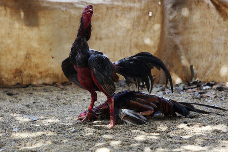 Rooster are seen during a fight at a cockfighting arena on the outskirts of Ciro Redondo, central region of Ciego de Avila province, Cuba, February 12, 2017. REUTERS/Alexandre Meneghini