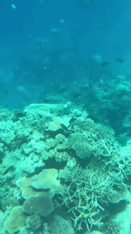 Some of the coral I saw while on my safari (they were selling water-proof phone pouches on board so this is just my iPhone footage). Photo: Yahoo Lifestyle