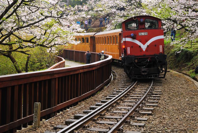 可樂旅遊X阿里山森鐵專列，2-3月櫻花季好評加開。（圖／旅遊業者提供）