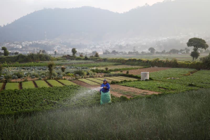 A farm worker waters onion plants amid the outbreak of the coronavirus disease (COVID-19), in Almolonga
