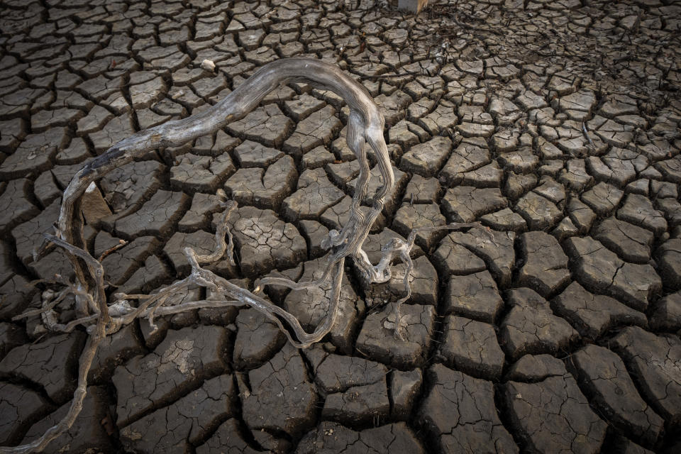 Roots are photographed near the old village of Aceredo in northwestern Spain, Friday, Feb. 11, 2022. Roofs emerging from the waters have become a common scene every summer at the Lindoso reservoir, in northwestern Spain. In especially dry years, parts of the old village of Aceredo, submerged three decades ago when a hydropower dam flooded the valley, would appear. But never before had the skeleton of the village emerged in its entirety, in the middle of the usually wet winter season. (AP Photo/Emilio Morenatti)