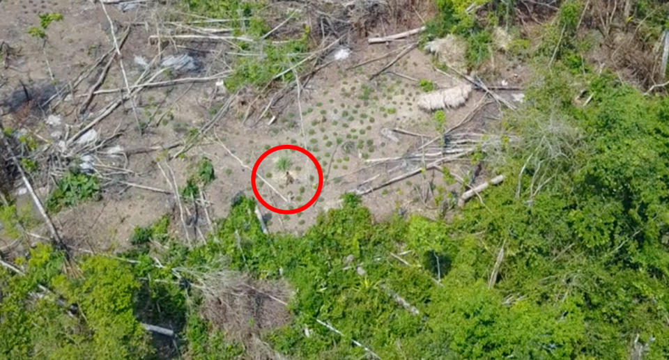 New aerial images give a rare glimpse of an isolated tribe in Brazil’s Amazon, showing 16 people walking through jungle. Source: Funai-Fundação Nacional do Índio