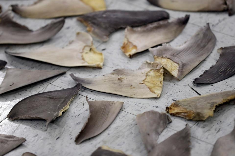 FILE - Confiscated shark fins are shown during a news conference, on Feb. 6, 2020, in Doral, Fla. An international conference on trade in endangered species ended Friday, Nov. 25, 2022, in Panama, with protections established for over 500 species. (AP Photo/Wilfredo Lee, File)