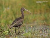 A <strong>Glossy Ibis</strong> (<em>Plegadis falcinellus</em>) is a medium-sized wading bird that inhabits both dry and wet fields in the vicinity of waterbodies. Its curved bill is well suited for digging in the earth.