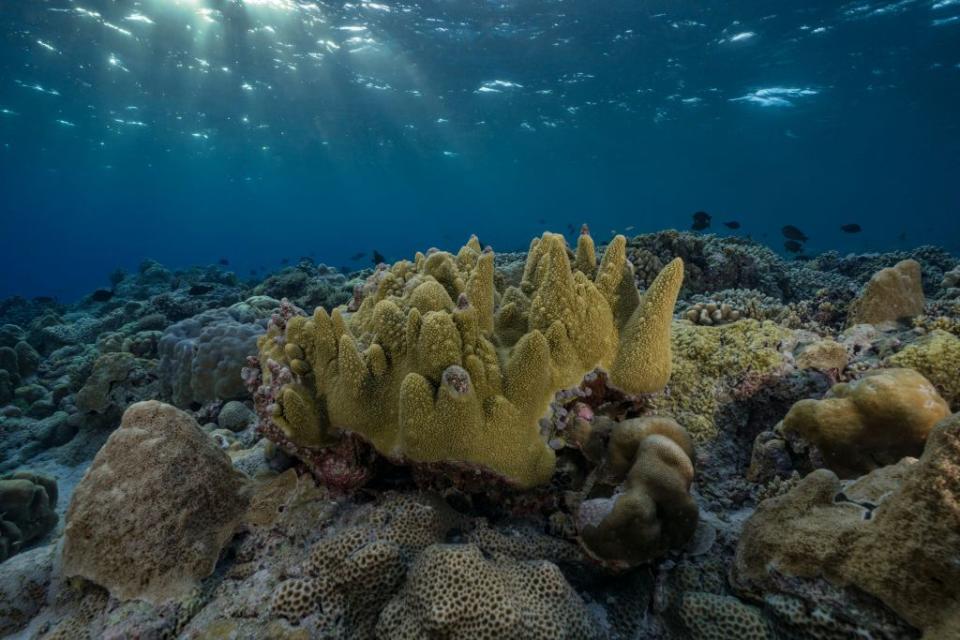 <p>Sunlight beams on the Tubbataha Reefs in Palawan, Philippines // April 24, 2018</p>