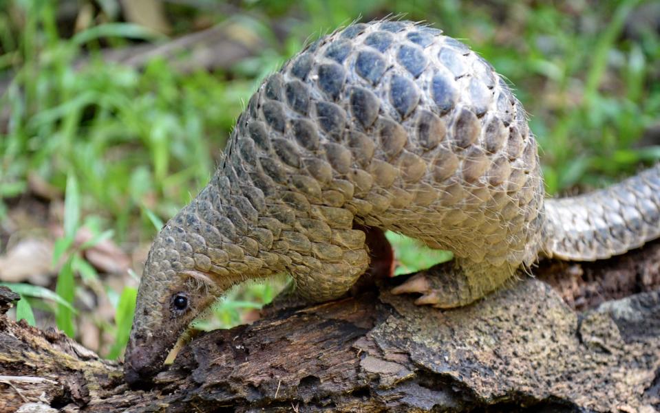 A juvenile Sunda pangolin feeds on termites at the Singapore Zoo