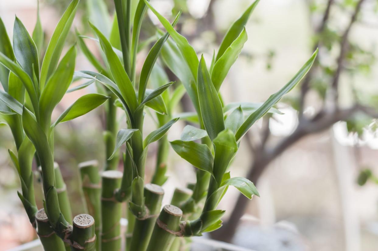 lucky bamboo dracaena sanderiana plant in a vase at home