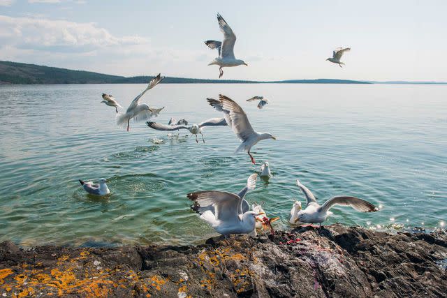 <p>Pat Kane</p> Seagulls scavenge for fish scraps near Łutsël K’é.