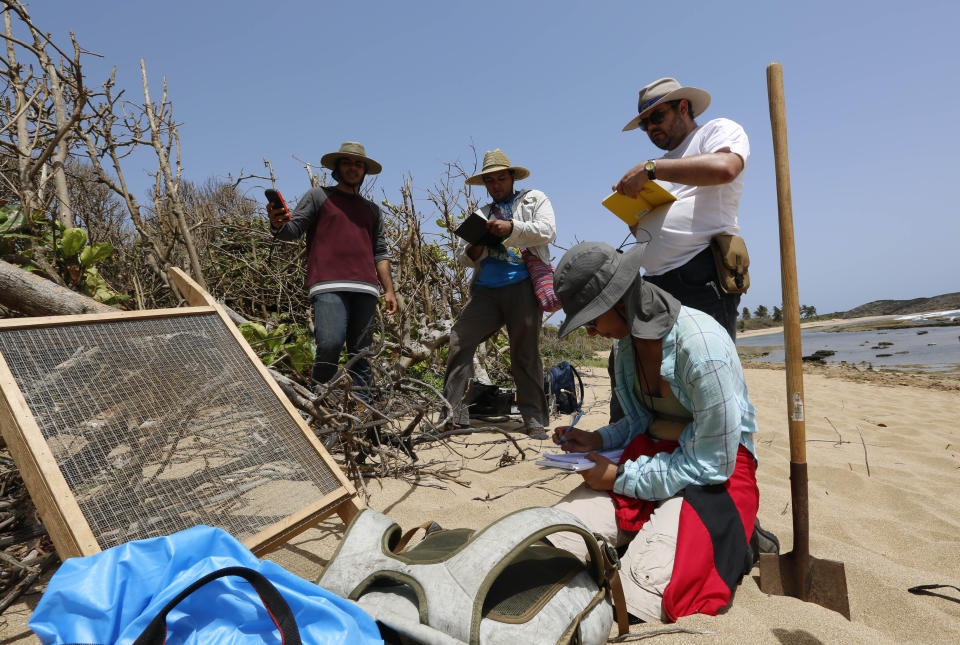 In this June 14, 2019 photo provided by Fabio Esteban Amador, Puerto Rican students of the Center for Advanced Studies for Puerto Rico and the Caribbean, and their professor Isabel Rivera-Collazo, kneeling, study the impact that Hurricane Maria had on coastal archaeological resources and ecology in Manati, Puerto Rico. The group of U.S.-based scientists are rushing to document indigenous sites along Puerto Rico’s coastline that date back a couple thousand years before rising sea levels linked to climate change destroy a large chunk of the island’s history they say is still being discovered. (Fabio Esteban Amador via AP)