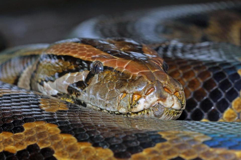 PHOTO: Scientists observed python farms in Thailand and Vietnam over a 12-month period to determine whether snake meat would be a more sustainable source of meat. (People for Wildlife)