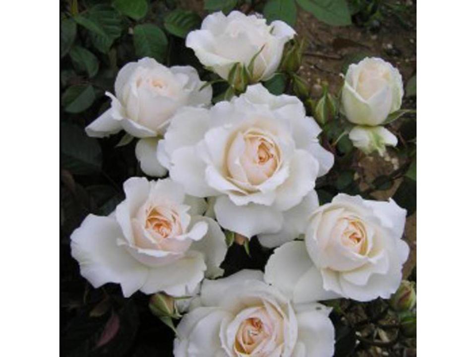  (Harkness Roses)