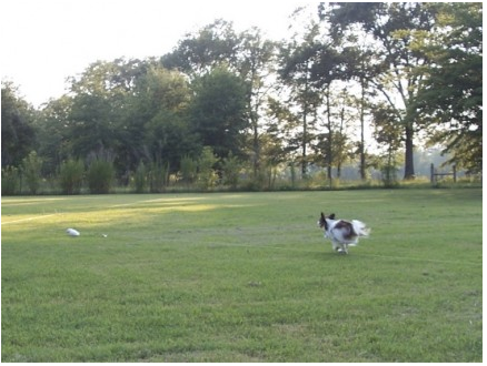 Lure Coursing