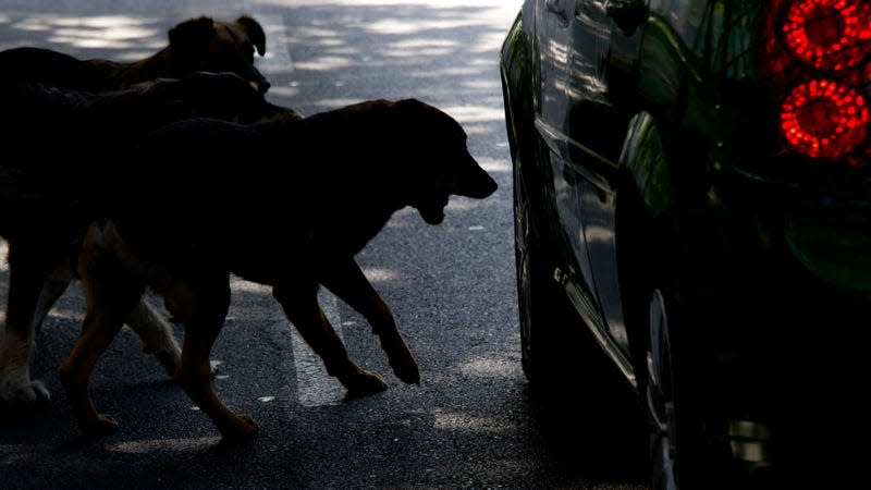 Photo: Martin Bernetti/AFP (Getty Images)