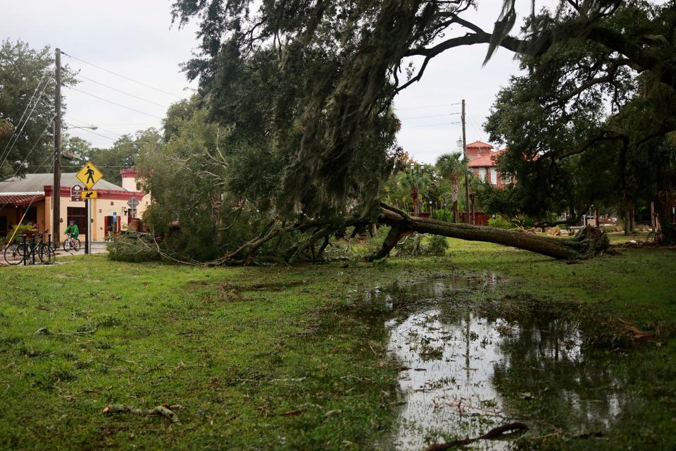 A downed tree is shown as a biker passes on Orange Street adjacent to Huguenot Cemetery Friday, Sept. 30, 2022 in St. Augustine. Hurricane Ian, that was later reduced to a tropical storm, ripped through the region Thursday bringing winds, rain, flooded roads, power outages and downed trees. 