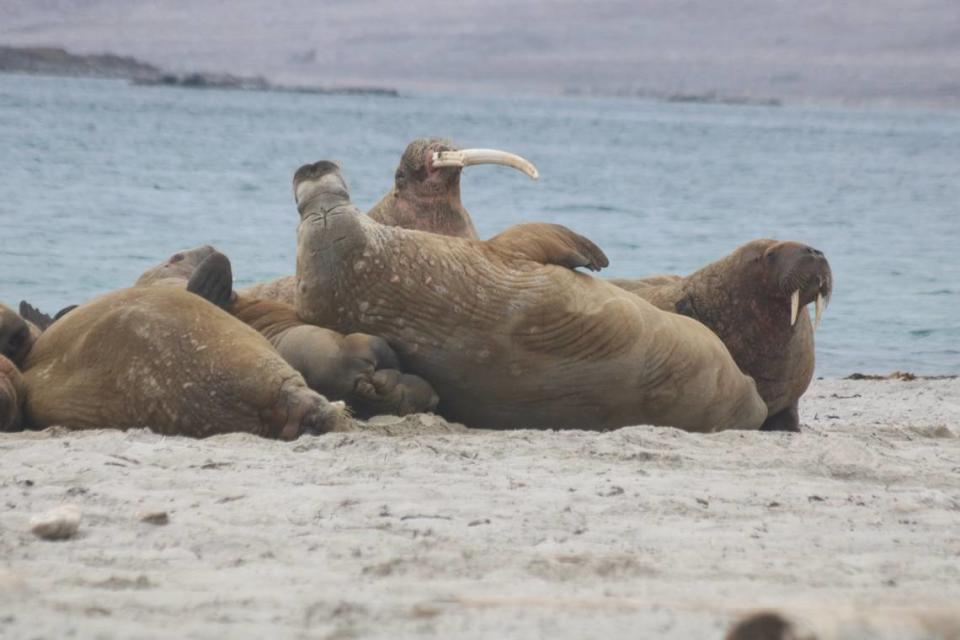 Las morsas se reúnen en grandes grupos pero son más perezosas que las focas o los osos polares.